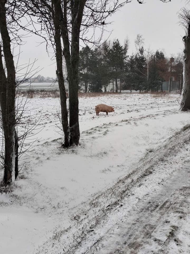 Bielsk wypadek 30 1 stycznia 2023.jpg