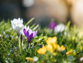 istockphoto-1138157022-612×612