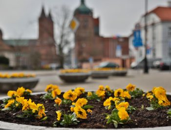 bratki ratuszowe 11 kwietnia 2023