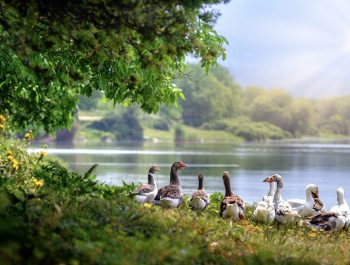 wild-geese-g0a7d0a0b6_1920