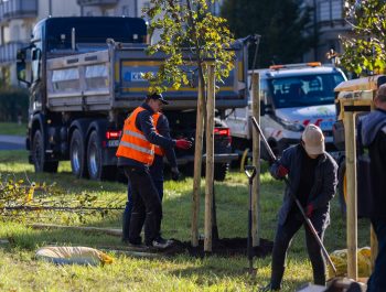 Zielone płuca dla Płocka