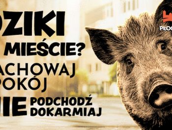Dziki-w-miescie-1