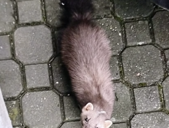 Zrzut ekranu 2025-12-12 o 11.24.51