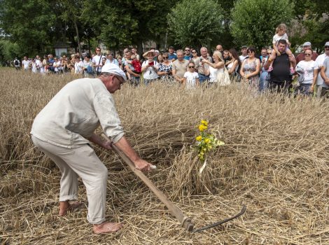 Żniwa 2025 GAZETA fot. Dariusz Krześniak (38)