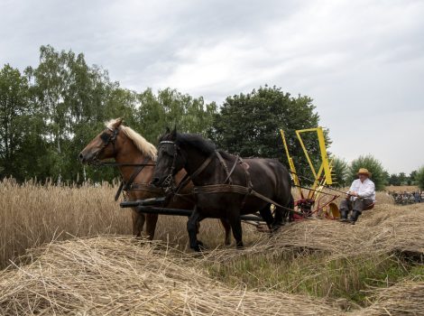 Żniwa 2025 GAZETA fot. Dariusz Krześniak (65)