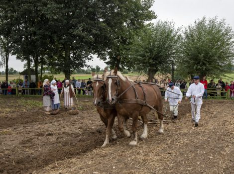 Wykopki 2025 GAZETA fot. Dariusz Krześniak (9)